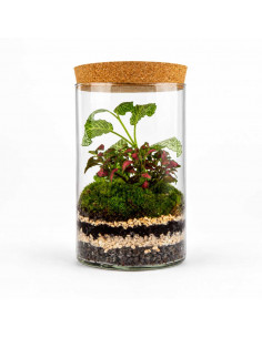Terrarium Cilindro Vetro... 2