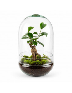 Terrarium Ficus Bonsai... 2