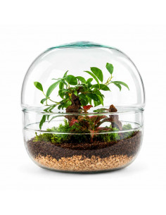 Terrarium Ficus Bonsai Lake... 2