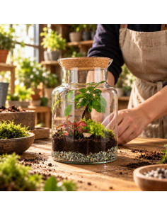 Terrarium Ficus Bonsai... 2