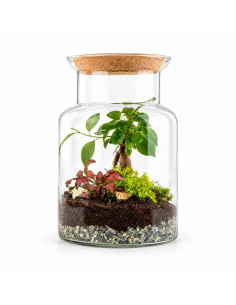 Terrarium Ficus Bonsai... 2