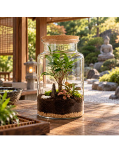 Terrarium Ficus Bonsai Alba... 2