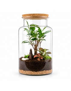 Terrarium Ficus Bonsai Alba... 2