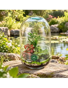 Terrarium Piante Tropicali... 2
