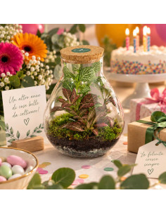 Terrarium Bomboniera Goccia... 2