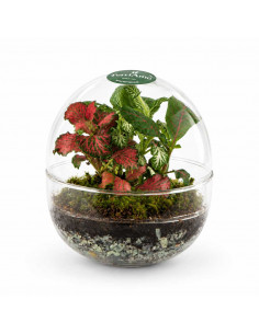Bomboniera Terrarium Mini... 2