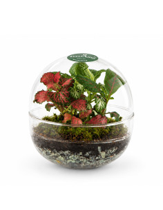Bomboniera Terrarium Mini... 2